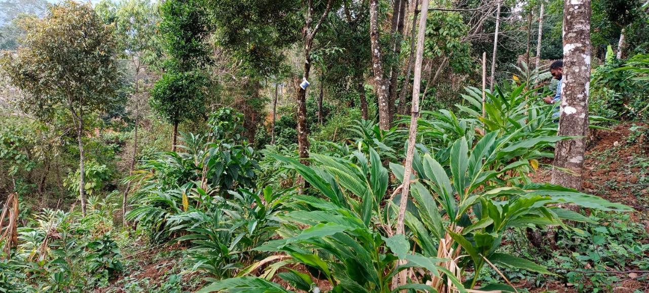 Devikolam Munnar Tent Hills Resort מראה חיצוני תמונה